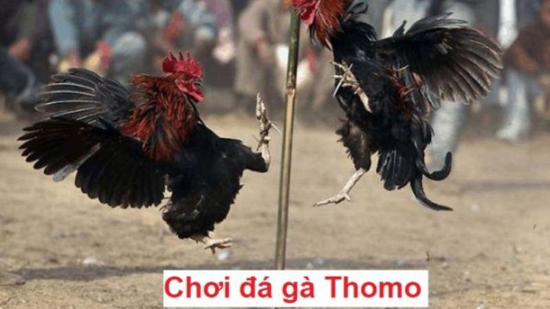 Nghệ thuật khi chơi Đá Gà Thomo