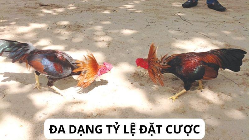 Đa dạng tỷ lệ đặt cược