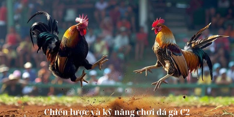 Chiến lược và kỹ năng chơi đá gà C2