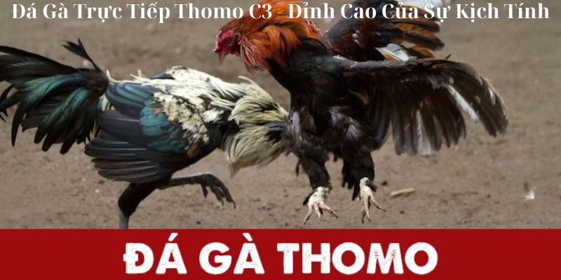 Đá Gà Trực Tiếp Thomo C3 - Đỉnh Cao Của Sự Kịch Tính