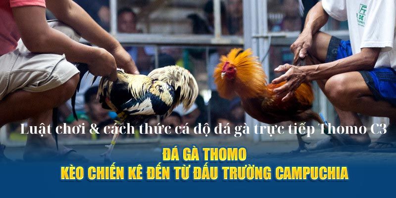 Da ga truc tiep thomo 2