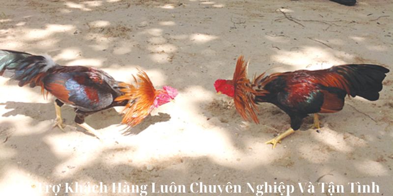 Hỗ Trợ Khách Hàng Luôn Chuyên Nghiệp Và Tận Tình