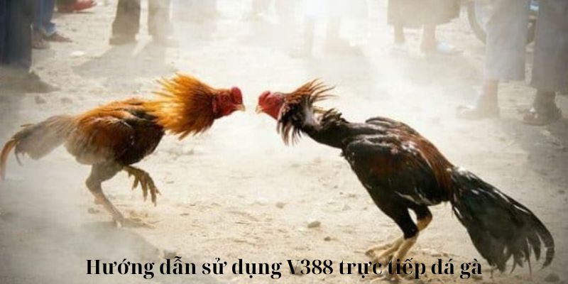 Hướng dẫn sử dụng V388 trực tiếp đá gà