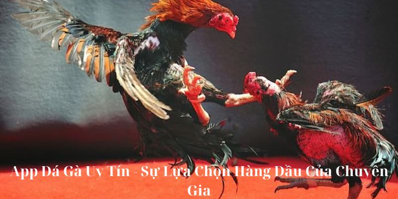 Đá Gà V88 - Đắm Mình Trong Thế Giới Đá Gà Trực Tuyến