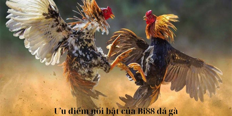 Ưu điểm nổi bật của Bi88 đá gà