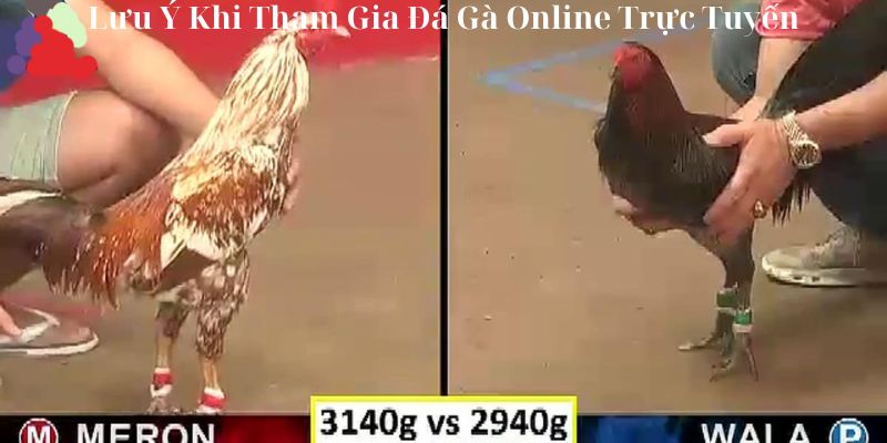 Lưu Ý Khi Tham Gia Đá Gà Online Trực Tuyến