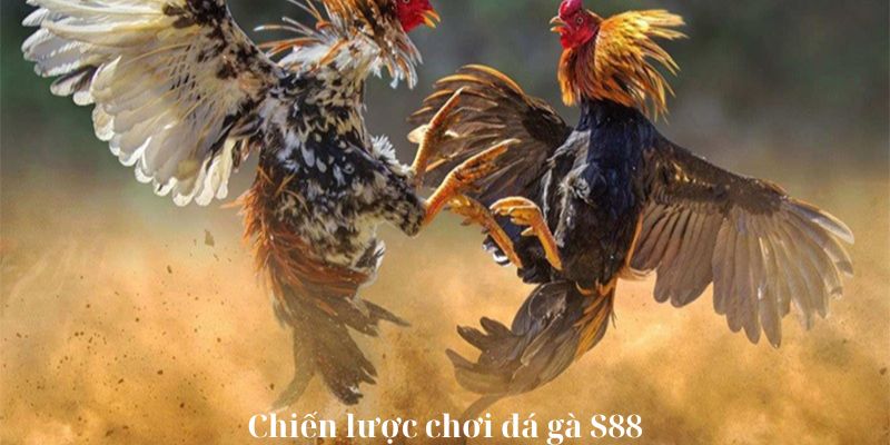 Chiến lược chơi đá gà S88