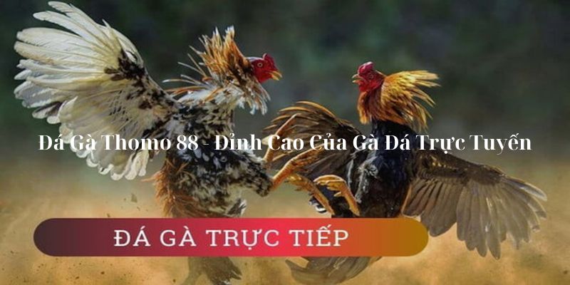 Đá Gà Thomo 88 - Đỉnh Cao Của Gà Đá Trực Tuyến